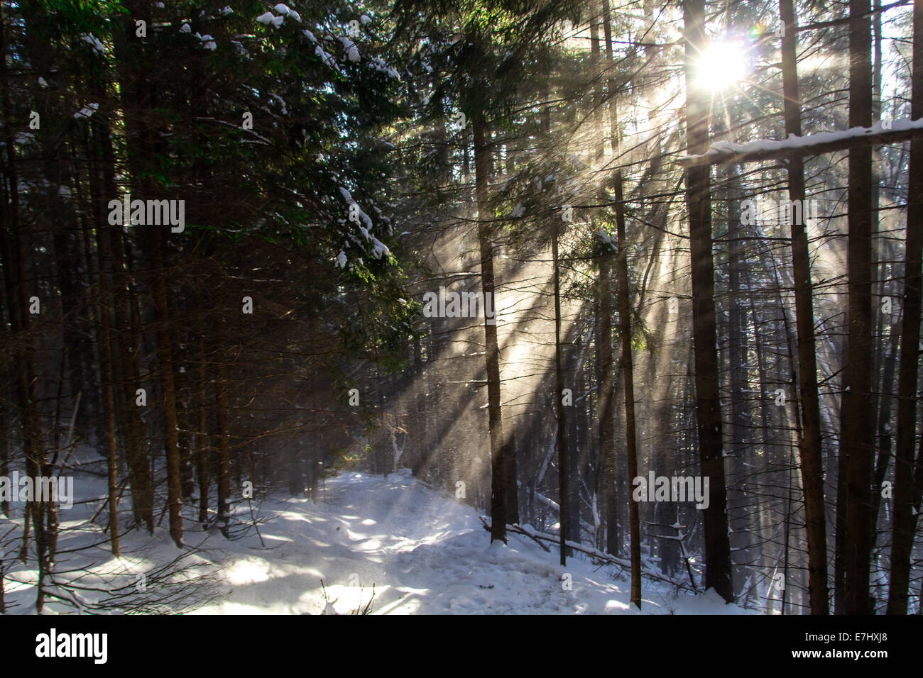Arbres en hiver et de la lumière à travers eux Banque D'Images