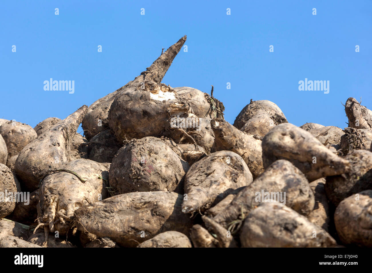 Pile de racines de betteraves à sucre récoltées République tchèque, Europe pile de betteraves à sucre Banque D'Images