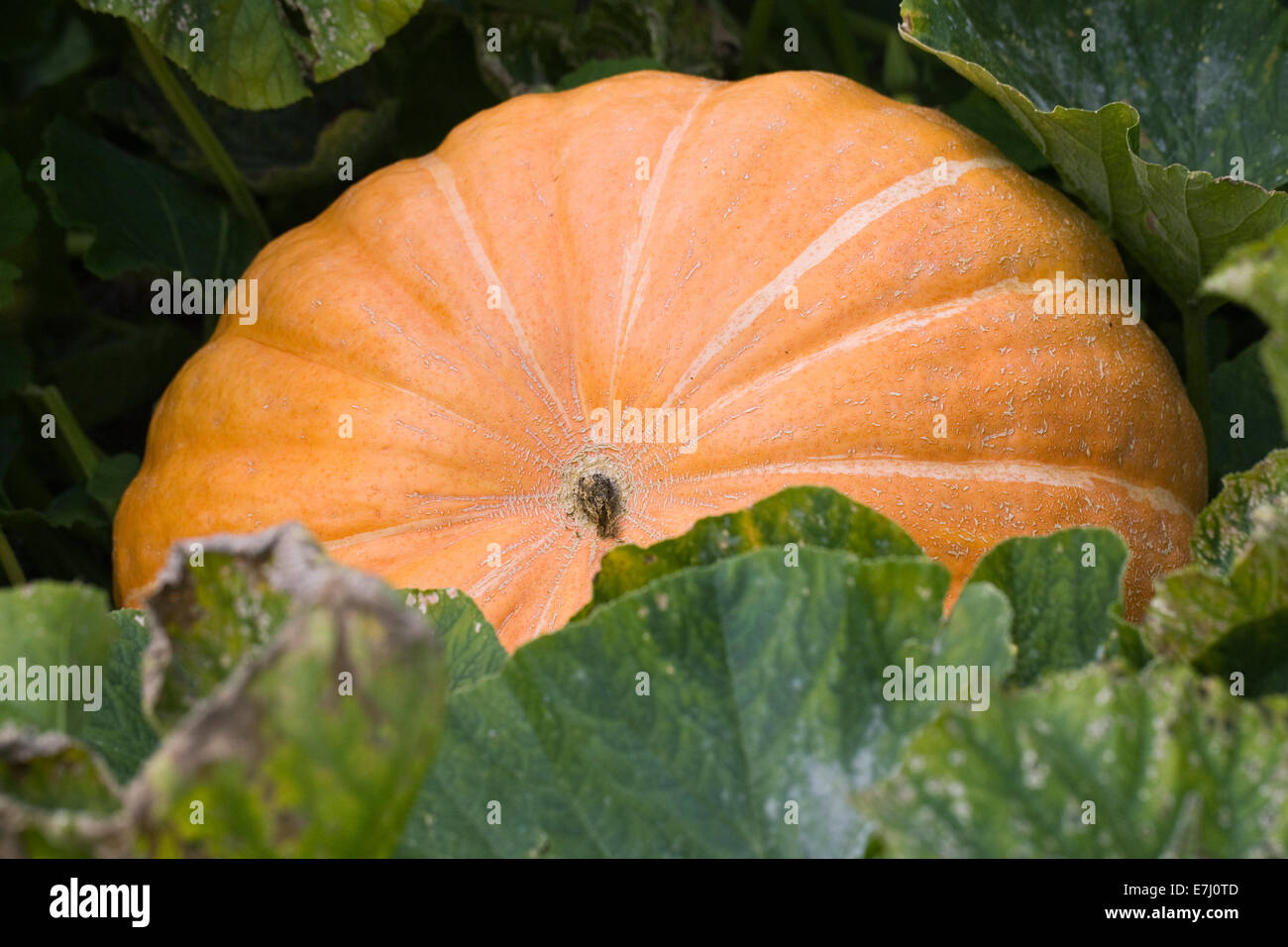 Curcubita maxima 'Atlantic Giant'. Citrouille géante poussant dans un champ de citrouilles. Banque D'Images