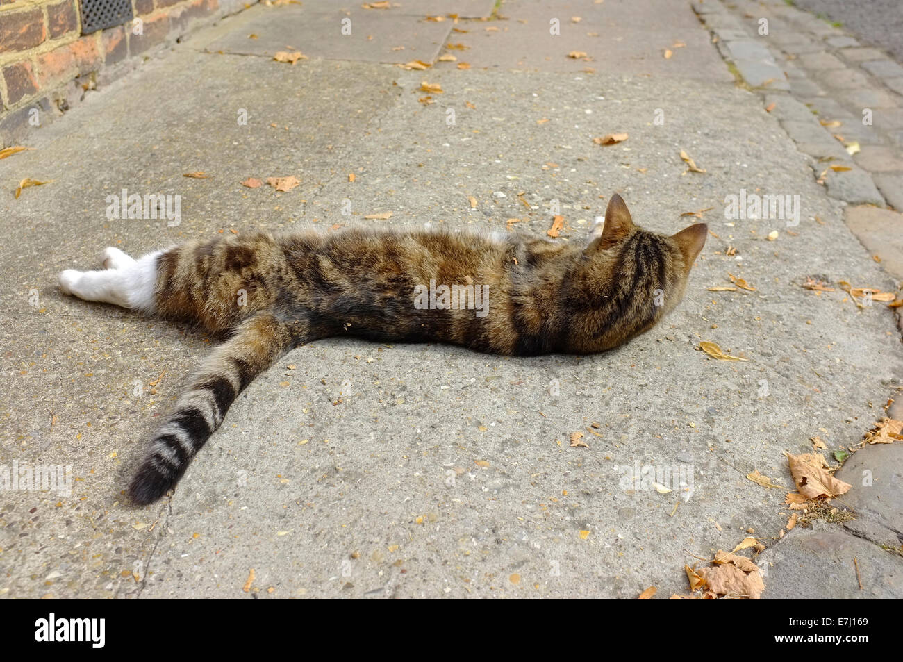 Chat couché au repos dans la rue Banque D'Images