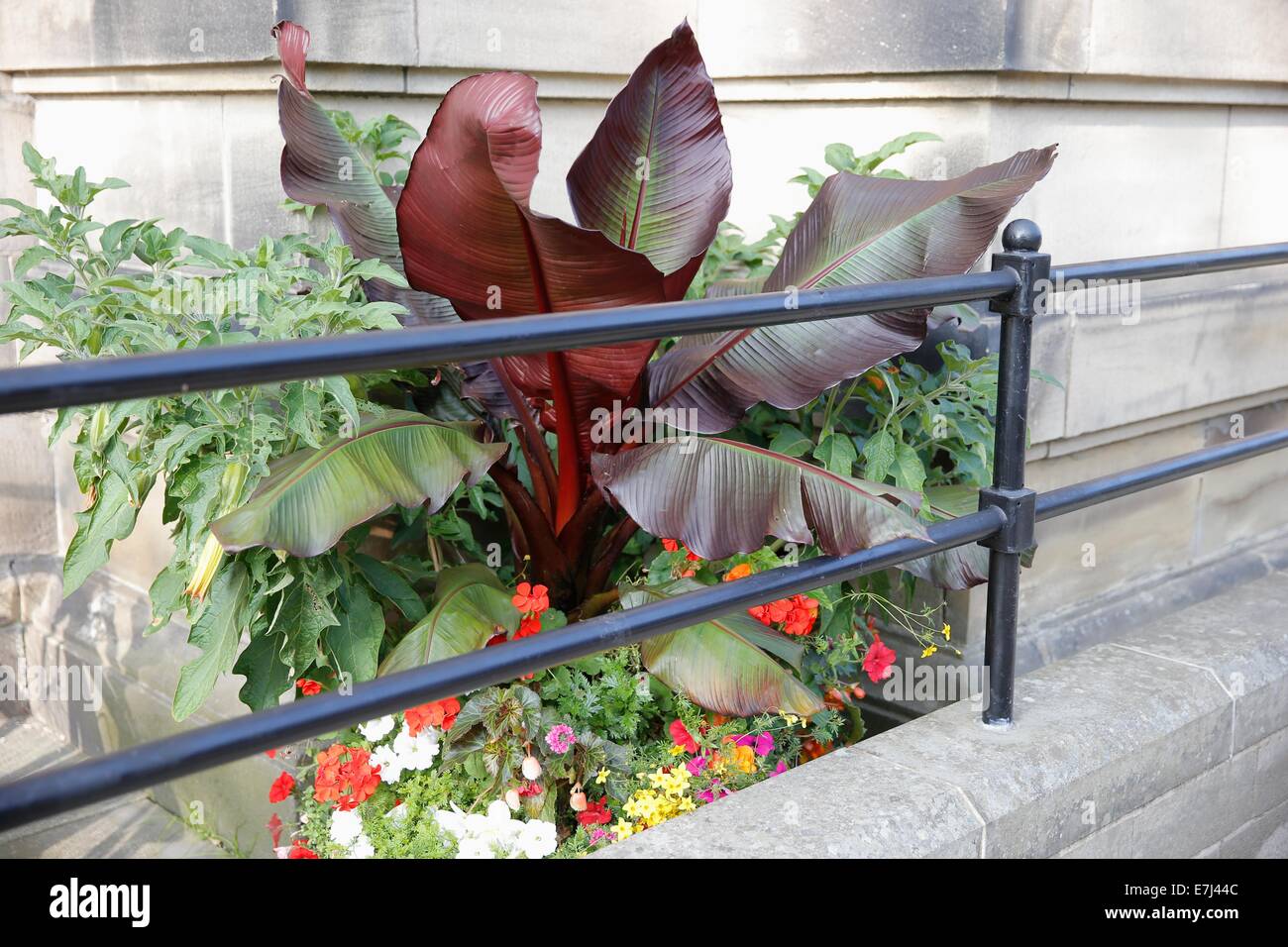 Affichage plante Calla rouge Banque D'Images