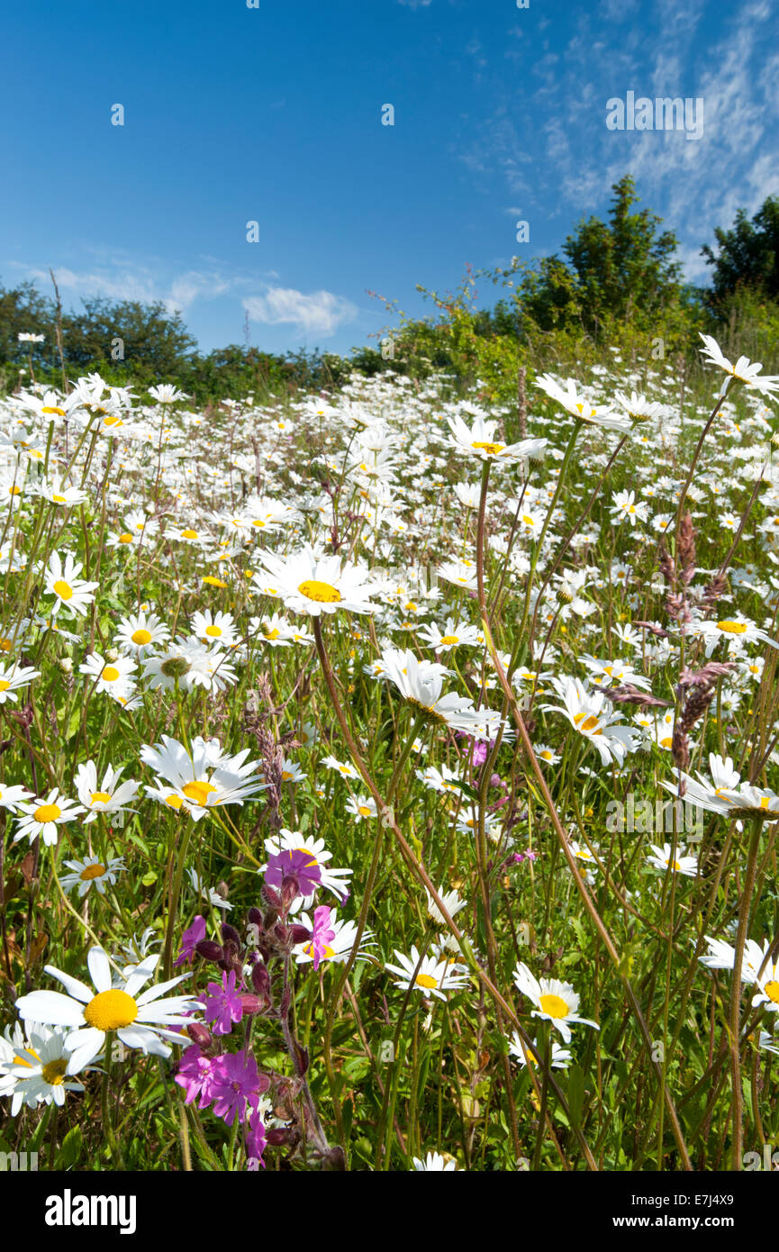 Oxeye Daisy Wildflower Meadow, près de l'Alvanley, Cheshire, England, UK Banque D'Images