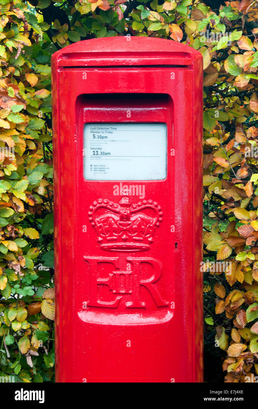La boîte rouge vif en automne, Hartford, Cheshire, England, UK Banque D'Images