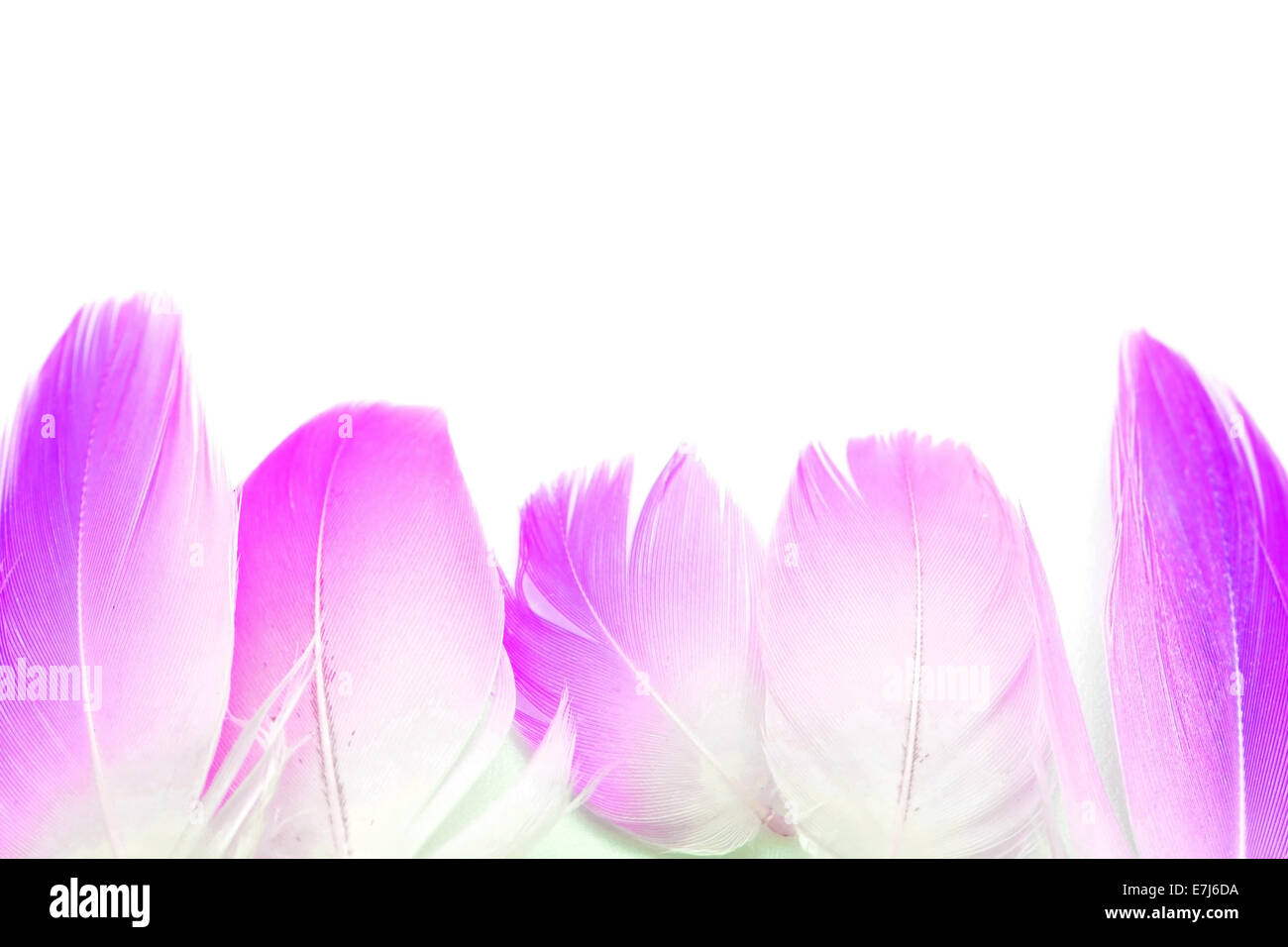 Ensemble de flamingo feather, isolé sur fond blanc, l'image du filtre Banque D'Images