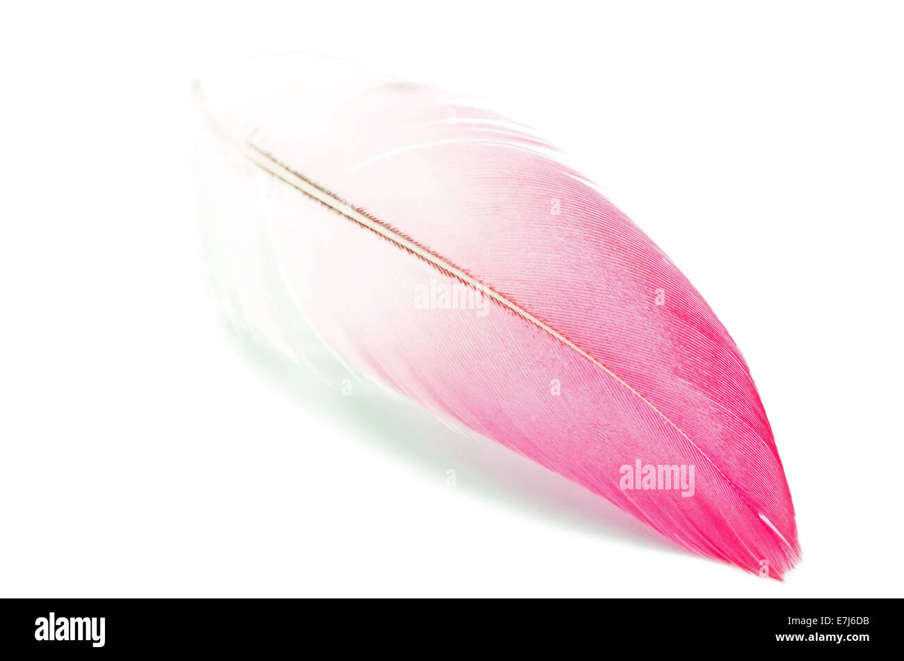 Flamingo feather, isolé sur fond blanc, l'image du filtre Banque D'Images