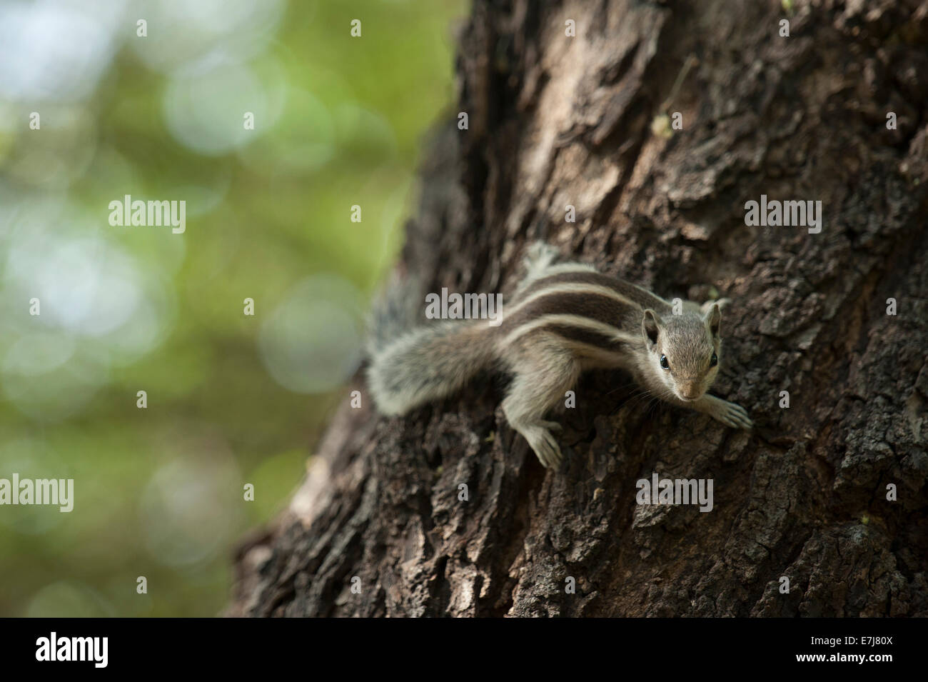 Trois écureuil rayé, Funambulus palmarum, Sciuridae, Jaipur, Rajasthan, Inde, Asie Banque D'Images