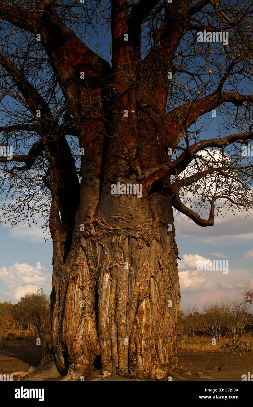 La vue rare d'un fruit laden Baobab, Baobabs sont un des seuls arbres qui ne meurent pas si la bague n'a aboyé qu'ils retiennent l'eau Banque D'Images