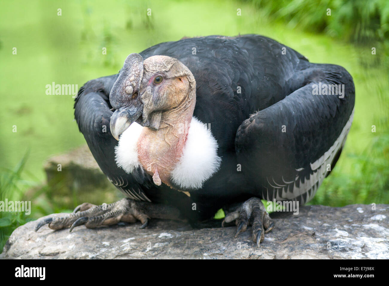 Condor mâle assis sur un rocher Banque D'Images