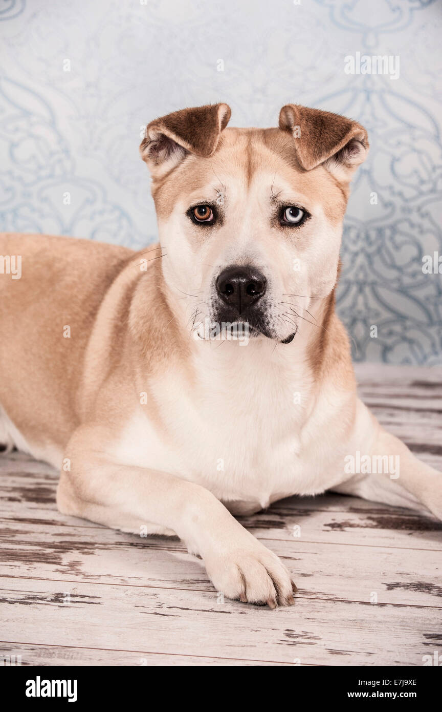 Akita Inu chien de race mixte, le mensonge Banque D'Images