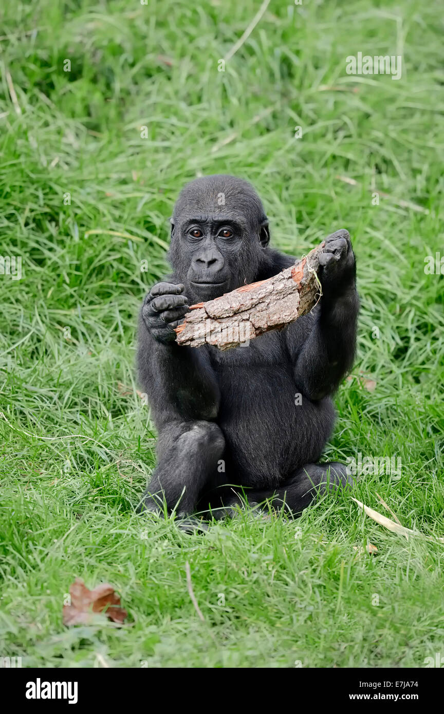 Gorille de plaine de l'ouest (Gorilla gorilla gorilla), les jeunes, les autochtones à l'Afrique, captive, Allemagne Banque D'Images