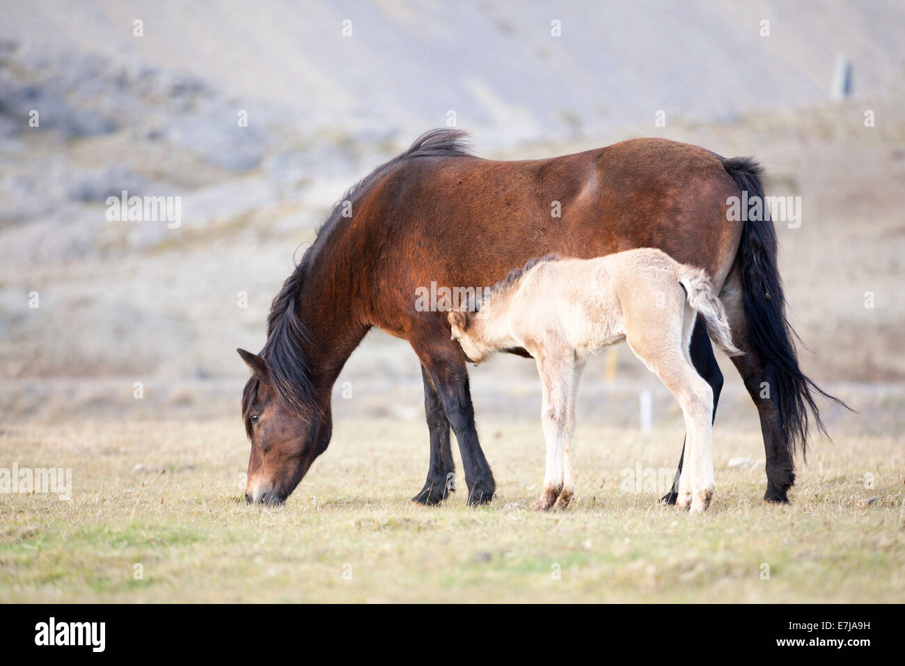 Chevaux Islandais, Jument et poulain, Höfn í Hornafirði, Islande Banque D'Images