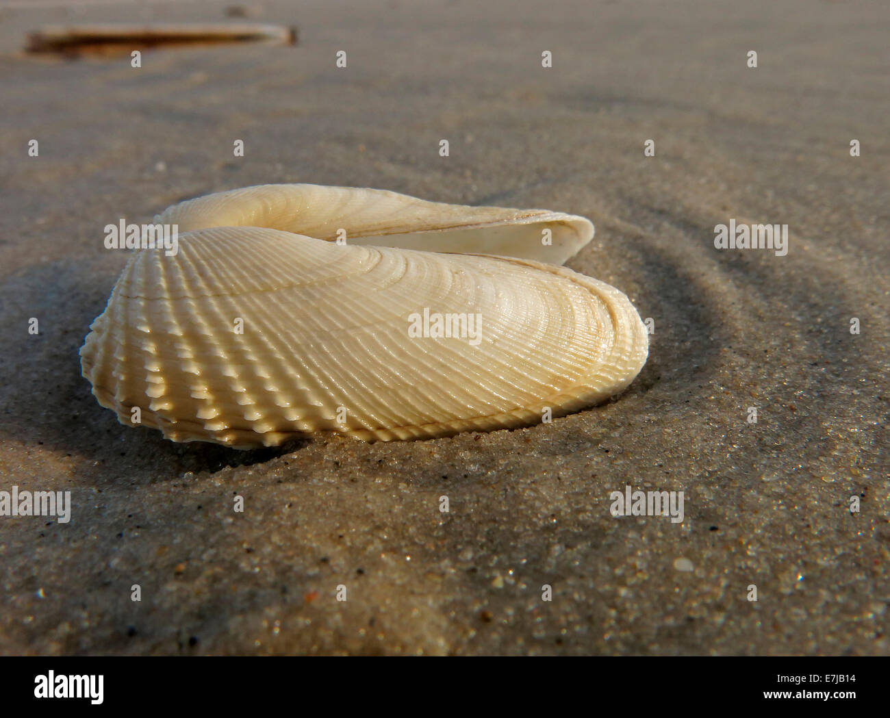 Faux Angel Wing ou américain (Pre Piddock Petricola pholadiformis), Amrum, au nord de l'archipel Frison, Schleswig-Holstein, Allemagne Banque D'Images