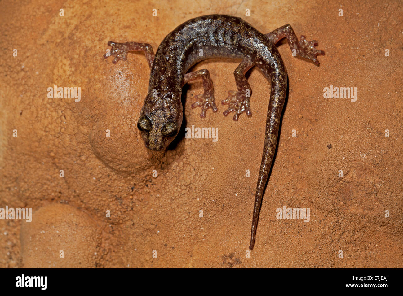 Brown cave salamander (Atylodes genei), Sardaigne, Italie Banque D'Images