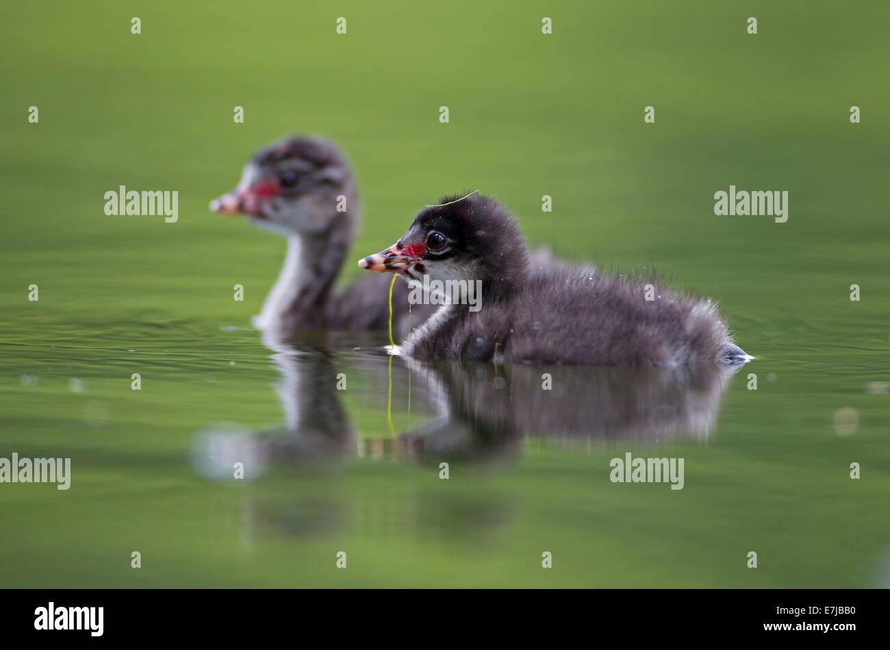 Grèbe à cou noir (Podiceps nigricollis), les poussins, Bavière, Allemagne Banque D'Images