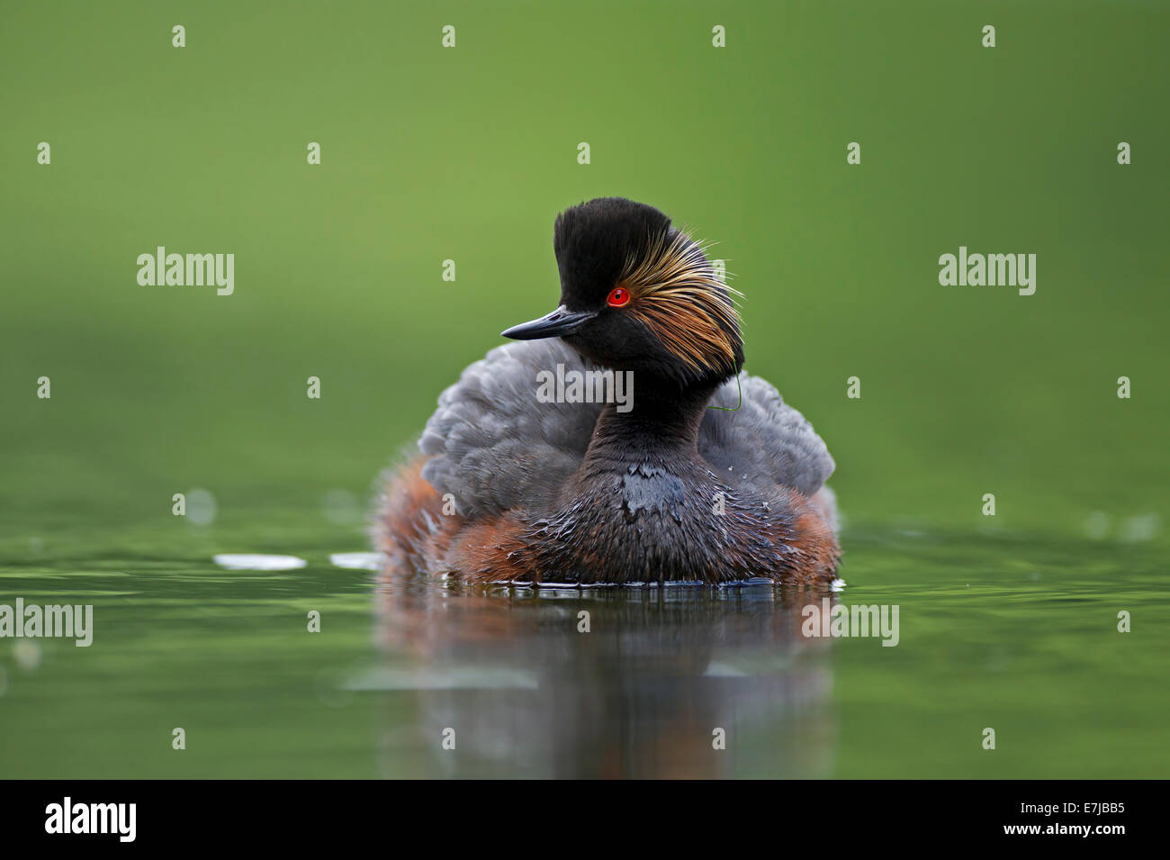 Grèbe à cou noir (Podiceps nigricollis), Bavière, Allemagne Banque D'Images