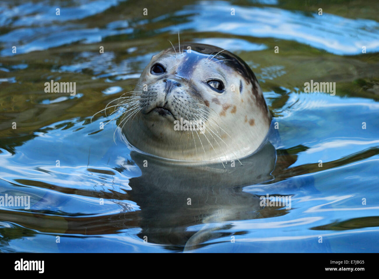 Phoque commun (Phoca vitulina), Zoo, Zurich, Suisse Banque D'Images