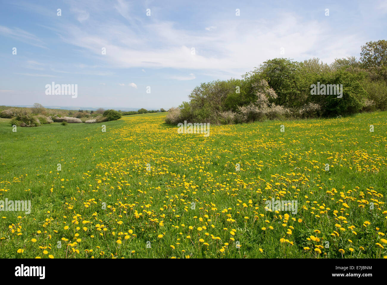 Prairie de fleurs de pissenlit (Taraxacum sect. Ruderalia), Thuringe, Allemagne Banque D'Images