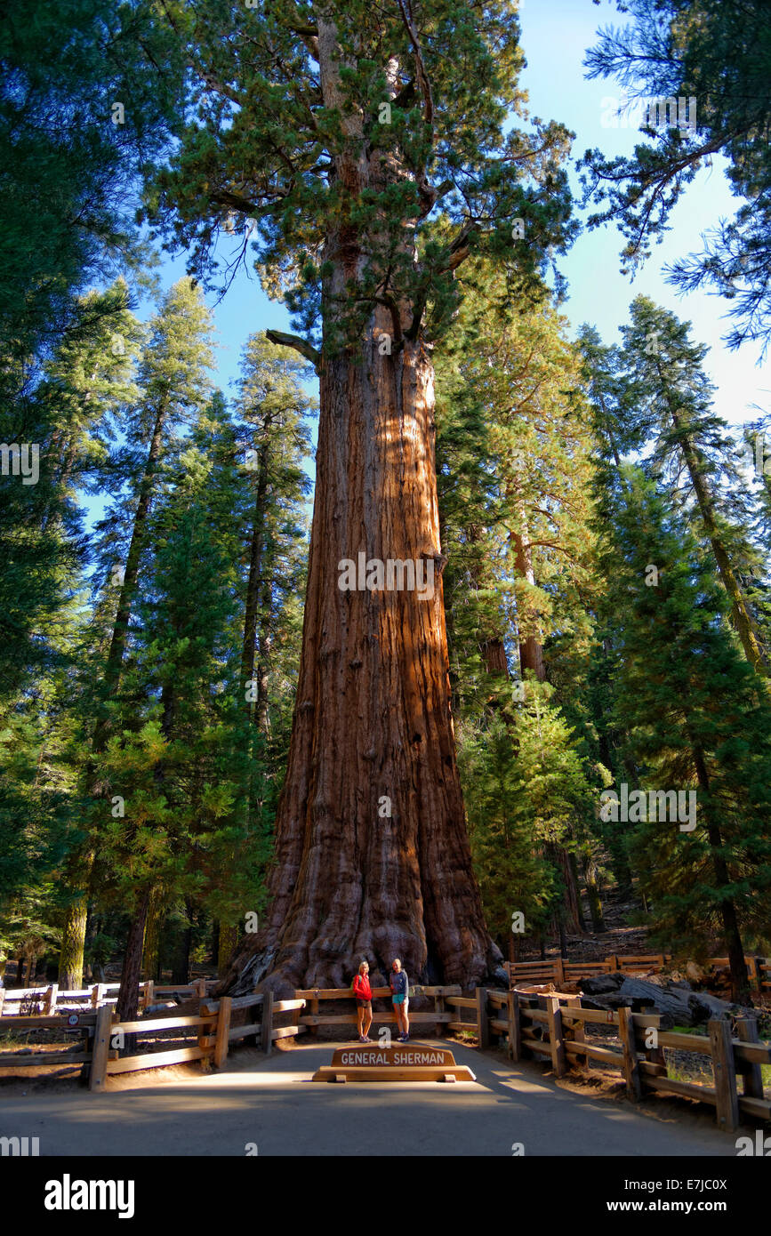 General Sherman séquoia géant (Sequoiadendron giganteum), devant deux visiteurs, Giant Forest, Sequoia National Park, Californie Banque D'Images