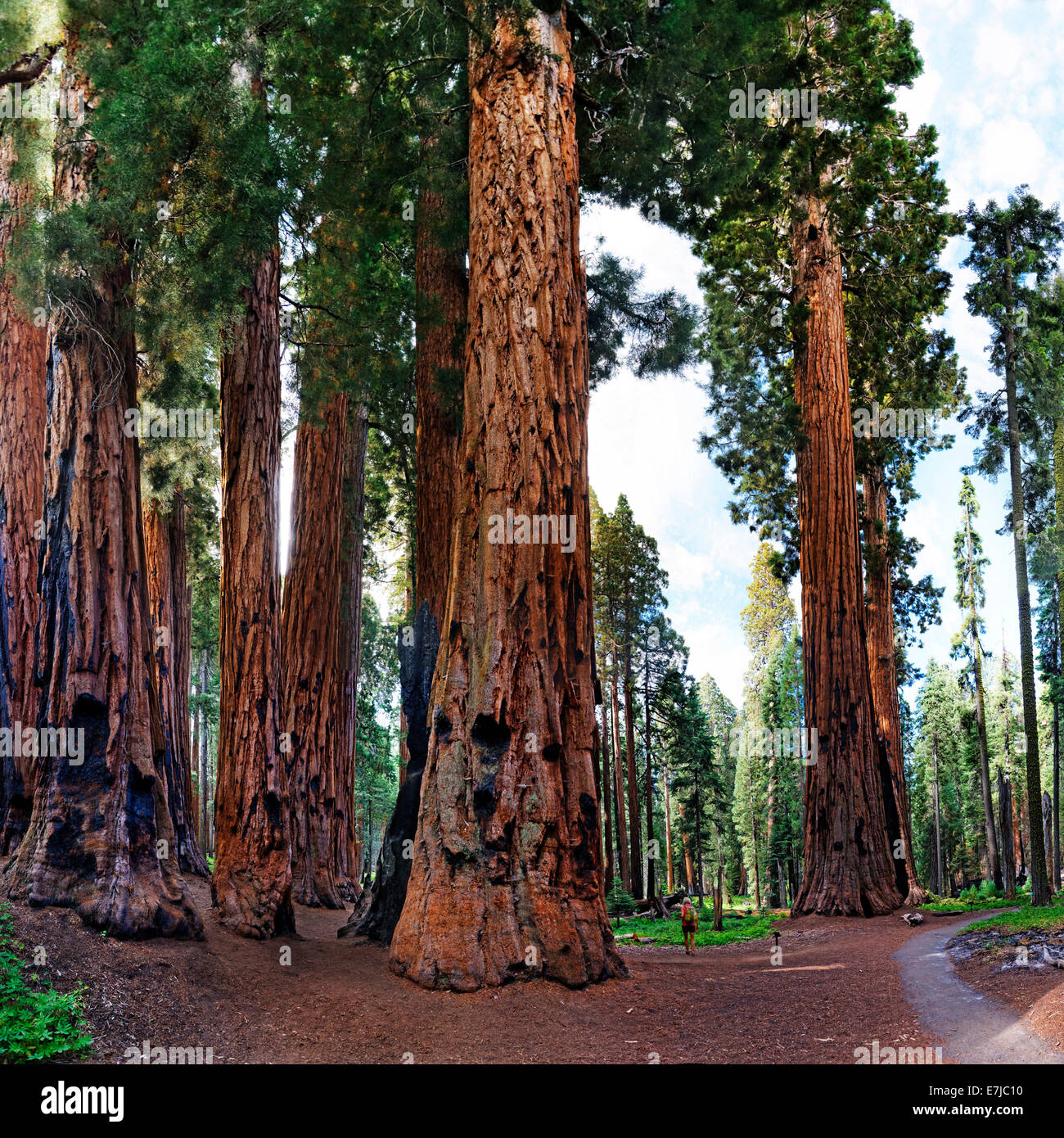 Le séquoia géant (Sequoiadendron giganteum), devant un visiteur, Giant Forest, Sequoia National Park, California, United States Banque D'Images