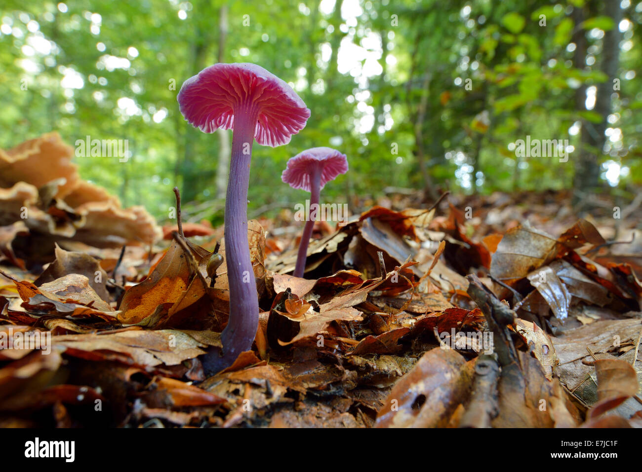 Améthyste (Laccaria amethystea imposteur), Suisse Banque D'Images