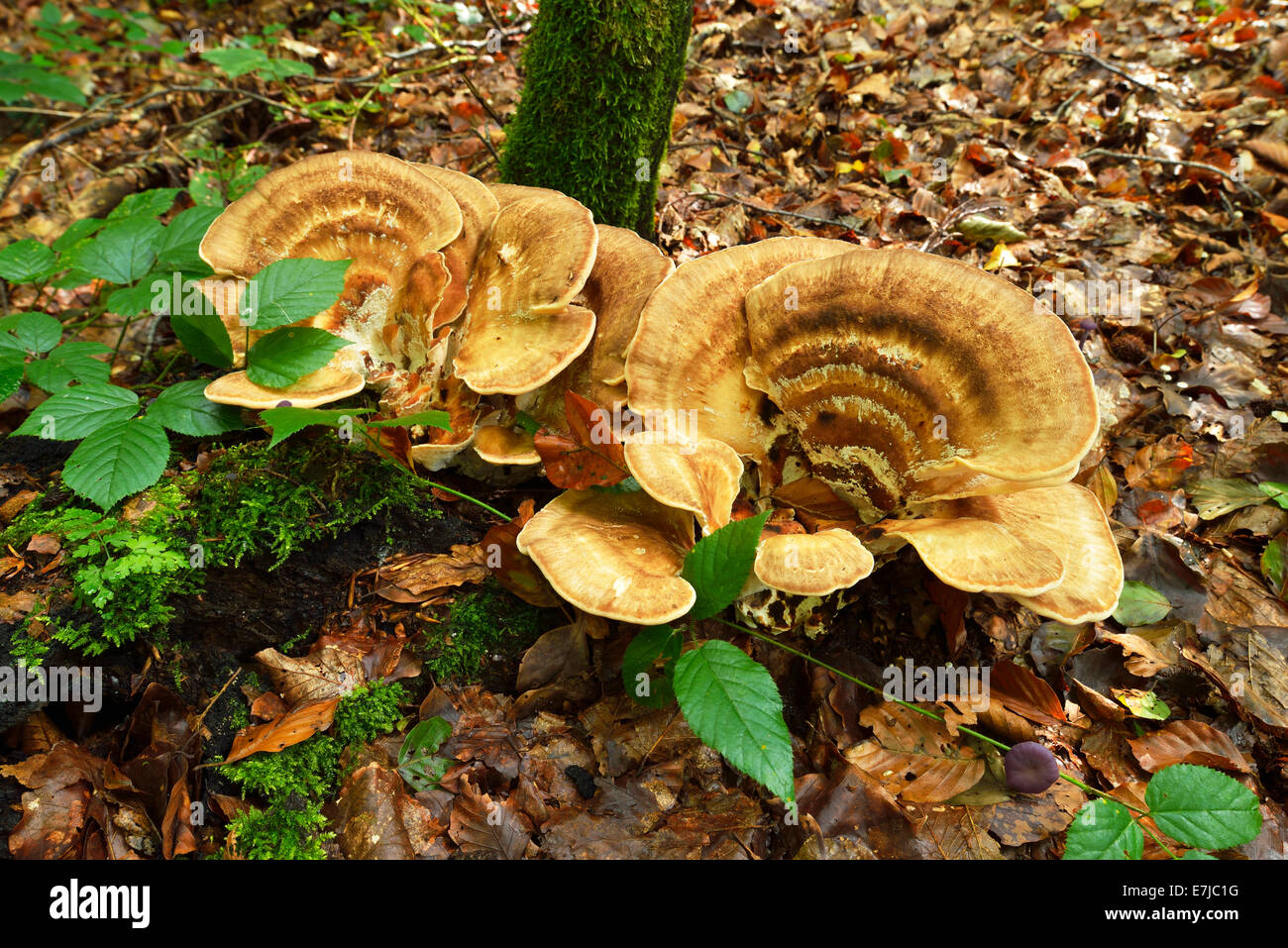 Polypore géant Meripilus giganteus (Suisse), Banque D'Images