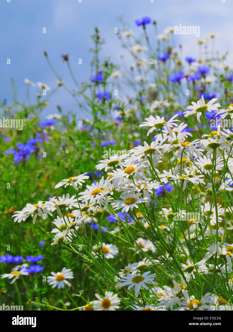 Plantes, fleurs, marguerites, bleuets, pré, prairie fine, de l'agriculture, ciel, bleu Banque D'Images