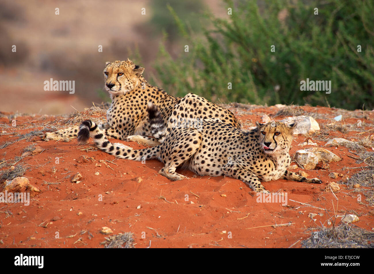 Acinonyx jubatus, Afrique, bagatelle, le guépard, le Kalahari, la Namibie, le sable, les animaux, Banque D'Images