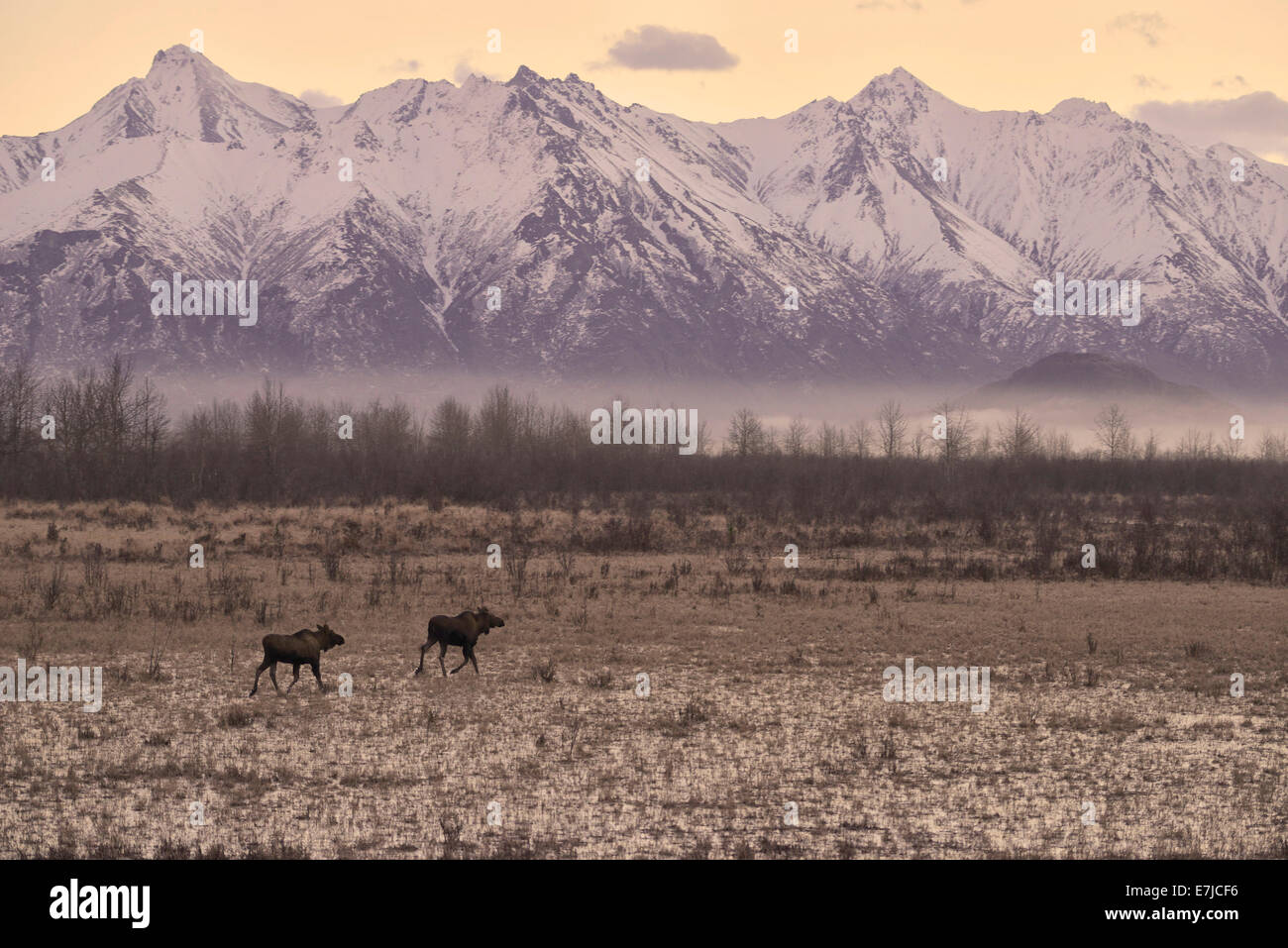 USA, United States, Amérique du Nord, en Alaska, l'Alaska Railroad voyage, l'orignal, l'alces alces, montagne, paysage, nature, de mammifères, de la nature Banque D'Images