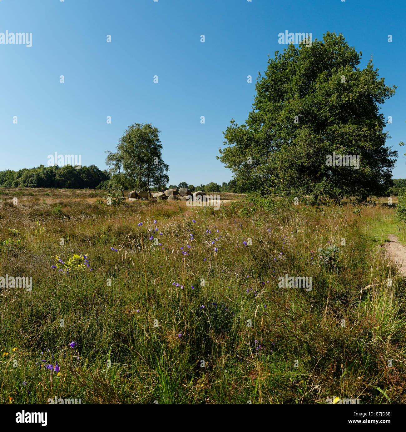 La Hollande, l'Europe, Koog aan de Zaan, Havelte, Drenthe, Pays-Bas, paysage, fleurs, arbres, l'été, tombe mégalithique, Banque D'Images