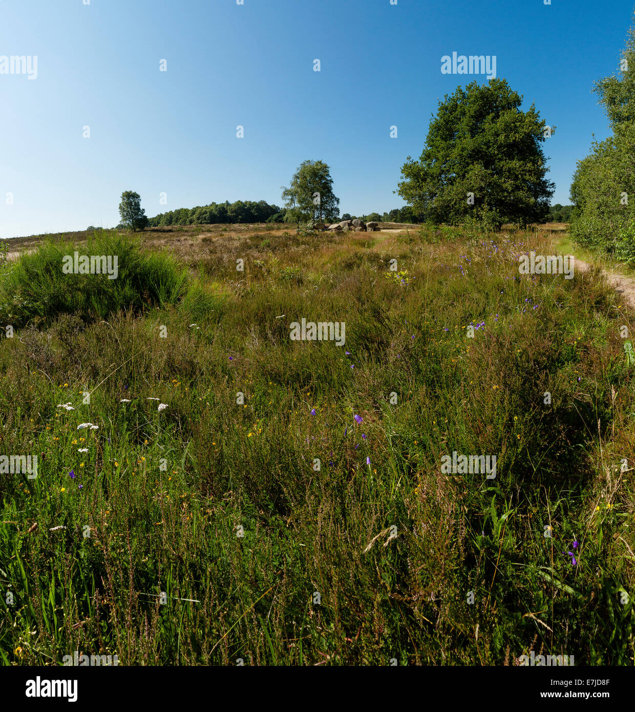 La Hollande, l'Europe, Koog aan de Zaan, Havelte, Drenthe, Pays-Bas, paysage, fleurs, arbres, l'été, tombe mégalithique, Banque D'Images