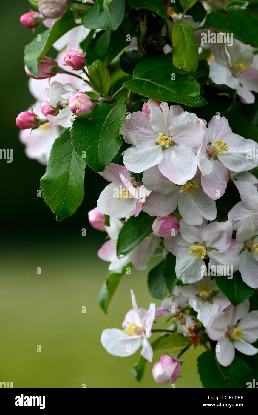 Fleurs, printemps, arbre, fleurs, fleurs d'oranger, de fruits, de graines germées, pétales, Europe, Allemagne Banque D'Images