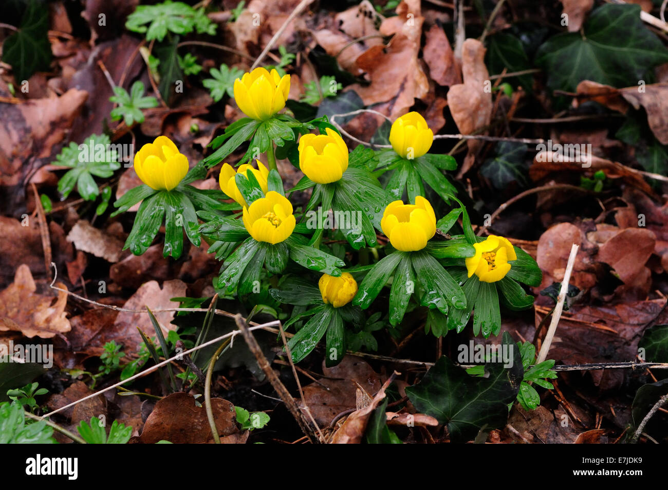 Anémone jaune, anémone, fleur, fleurs de printemps, fleurs sauvages, de l'Allemagne, l'Europe, Banque D'Images