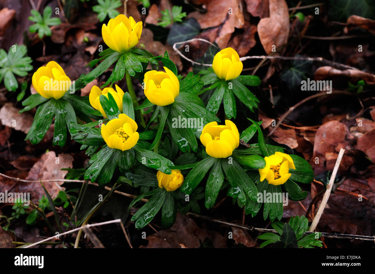Anémone jaune, anémone, fleur, fleurs de printemps, fleurs sauvages, de l'Allemagne, l'Europe, Banque D'Images