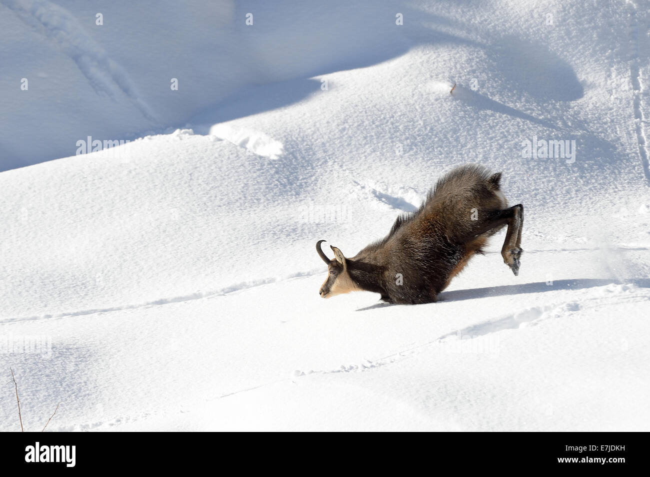Chamois, mountain nanny goat, chamoises, Rupicapra, des animaux, de l'hiver, saison du rut, l'Allemagne, l'Europe, Banque D'Images