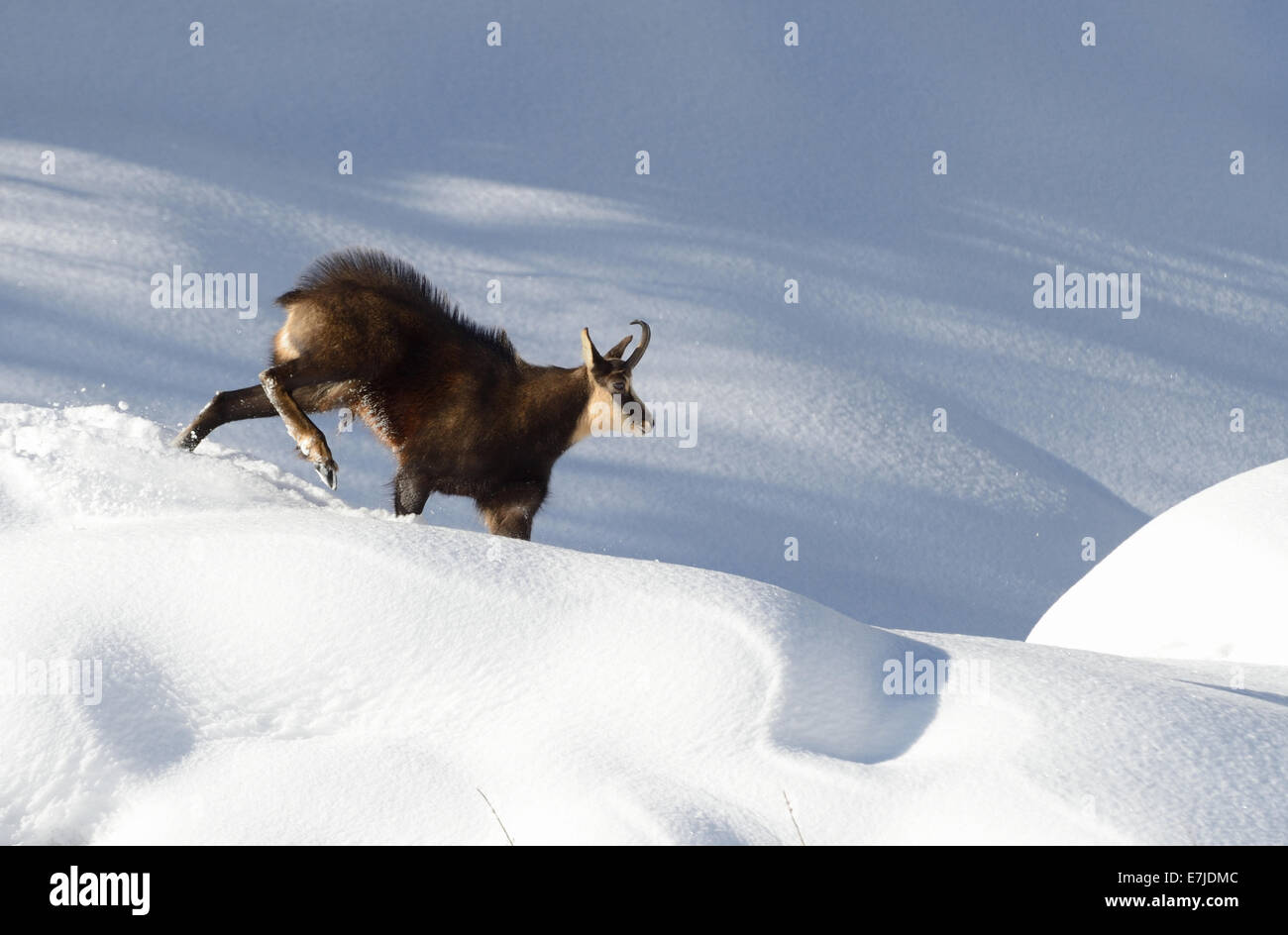 Chamois, mountain nanny goat, chamoises, Rupicapra, des animaux, de l'hiver, saison du rut, l'Allemagne, l'Europe, Banque D'Images