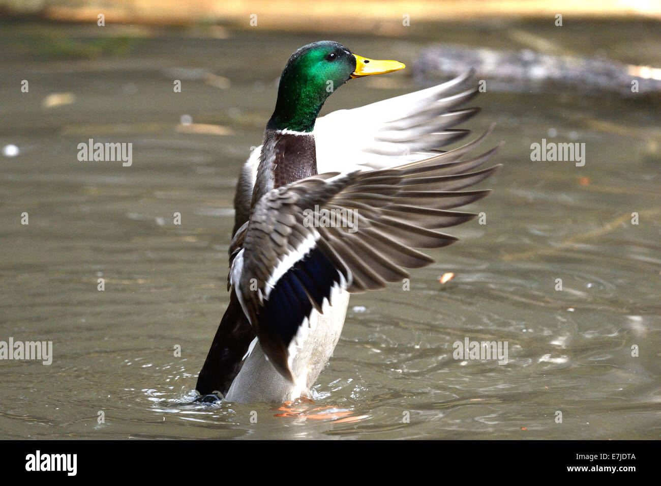 canard sauvage en 7 lettres