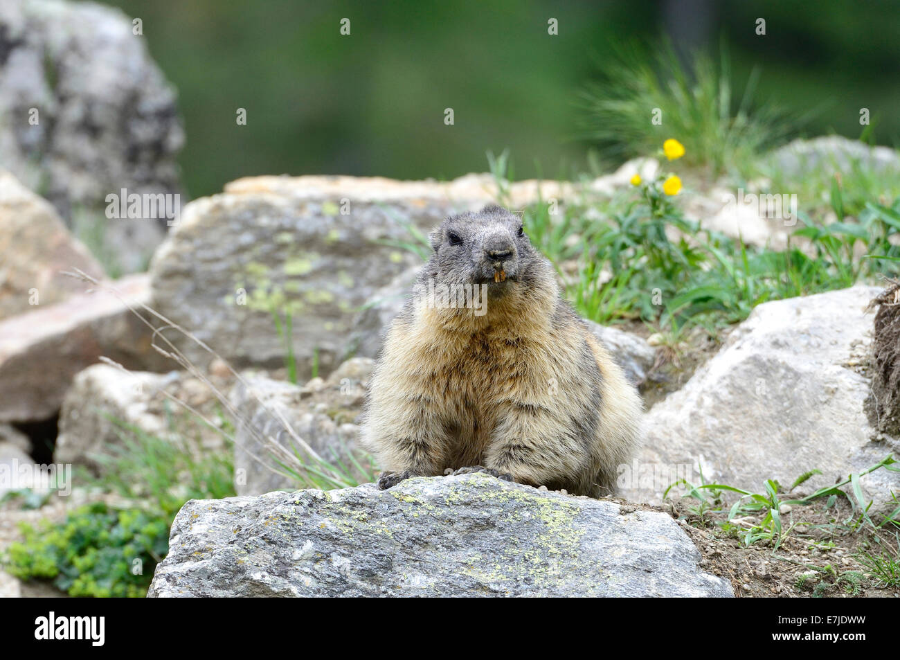 Marmotte, rongeur, animal, la Marmotte alpine, gopher, Marmota, alpine, l'Allemagne, l'Europe, Banque D'Images