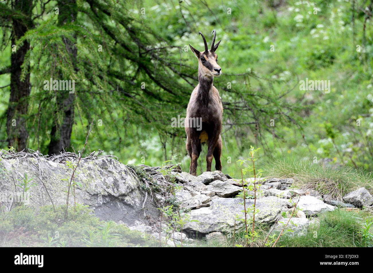 Chamois, mountain nanny goat, chamoises, Rupicapra, animal, fourrure, changement de jeu, d'animaux sauvages, l'Alp, l'Allemagne, l'Europe, Banque D'Images