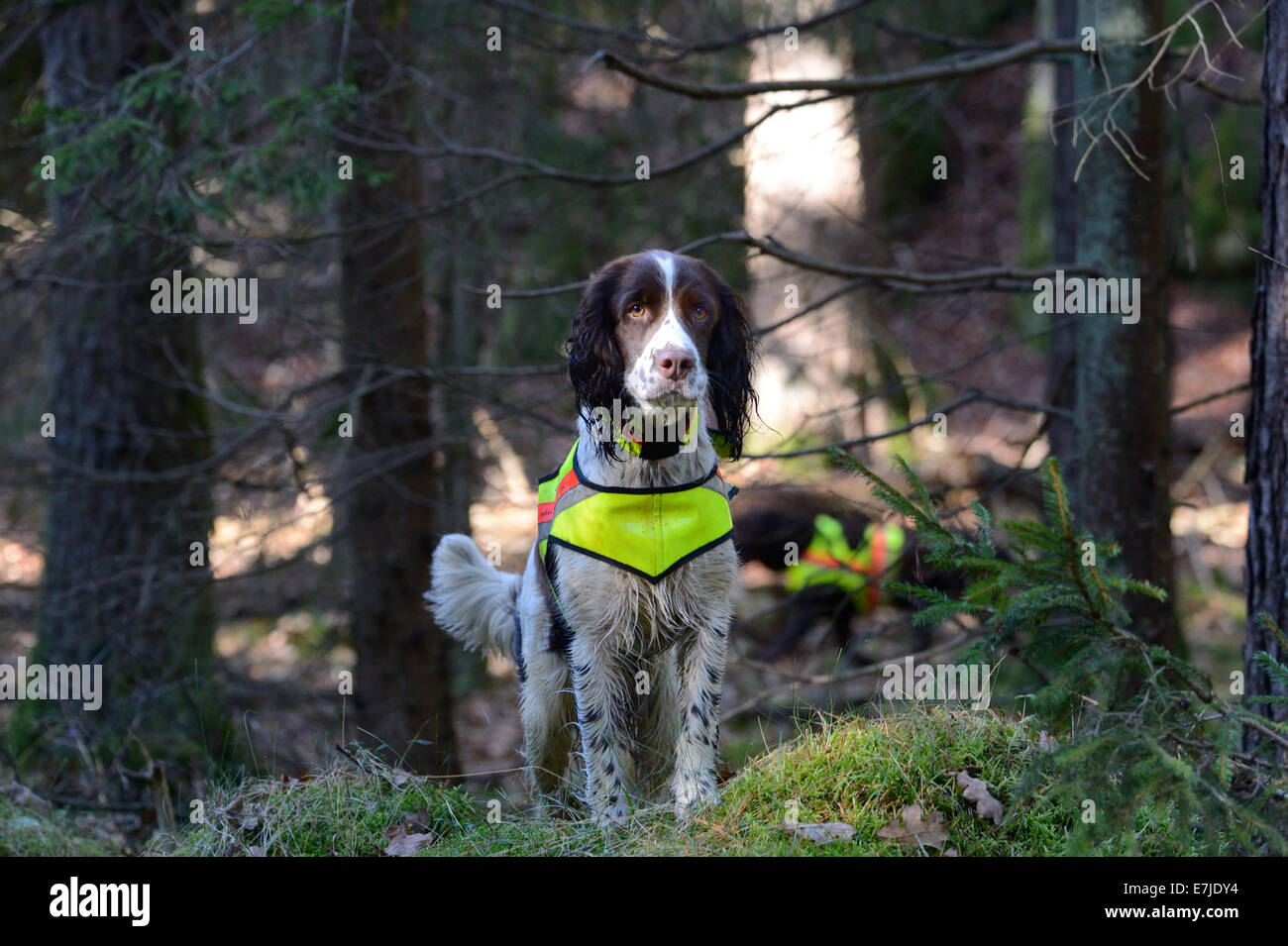 L'automne, chasse, chasse, red deer hunt, chien, chasse, battue, hounds, spaniel, Allemagne, Europe, Banque D'Images