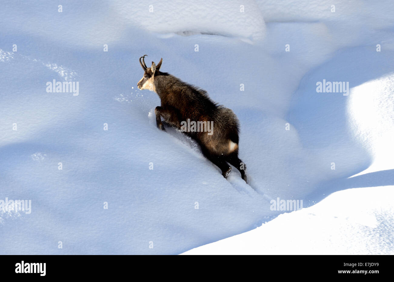 Chamois, mountain nanny goat, chamoises, Rupicapra, des animaux, de l'hiver, saison du rut, l'Allemagne, l'Europe, Banque D'Images