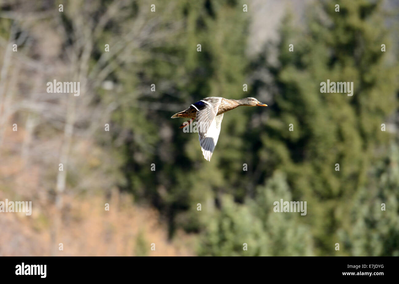 Duck, canard colvert, canard sauvage, canard plongeur, canards, oiseaux aquatiques, oiseaux d'eau, Anas platyrhynchos, oiseau, Oiseaux, canards sauvages, des canards colverts, Ge Banque D'Images