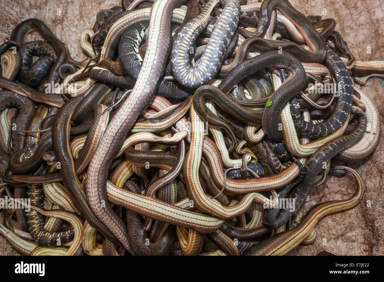 L'Asie, Cambodge, Siem Reap, Marché, marchés, boutique, boutiques, magasins, de l'alimentation, de l'alimentation asiatique, Serpent, serpents Banque D'Images