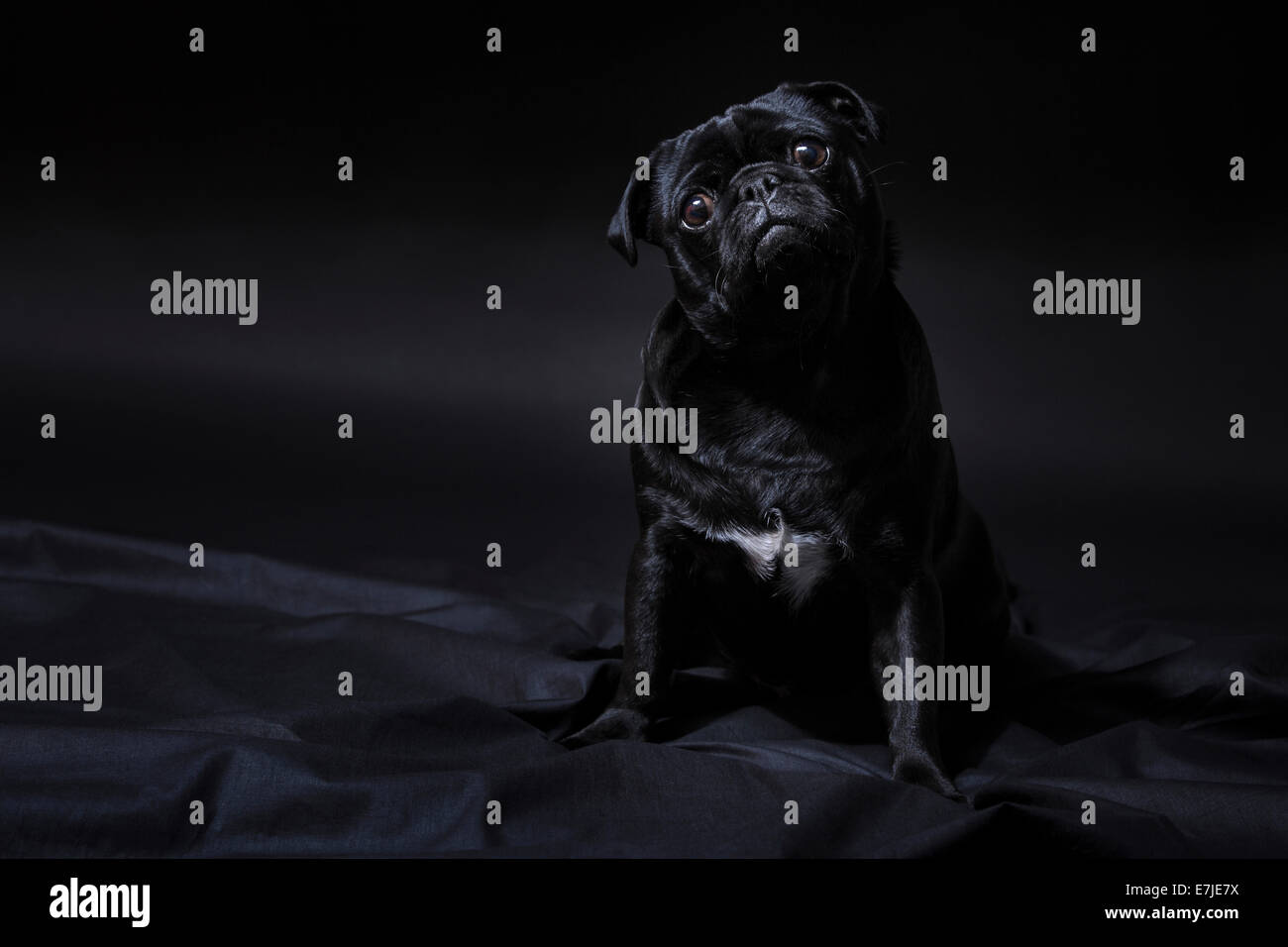 Animal domestique, animal de compagnie, chien, pug, acides, portrait, quatre-pattes, l'animal, l'obscurité, l'un, élégant, doux, noir, fond noir, s'asseoir, s Banque D'Images