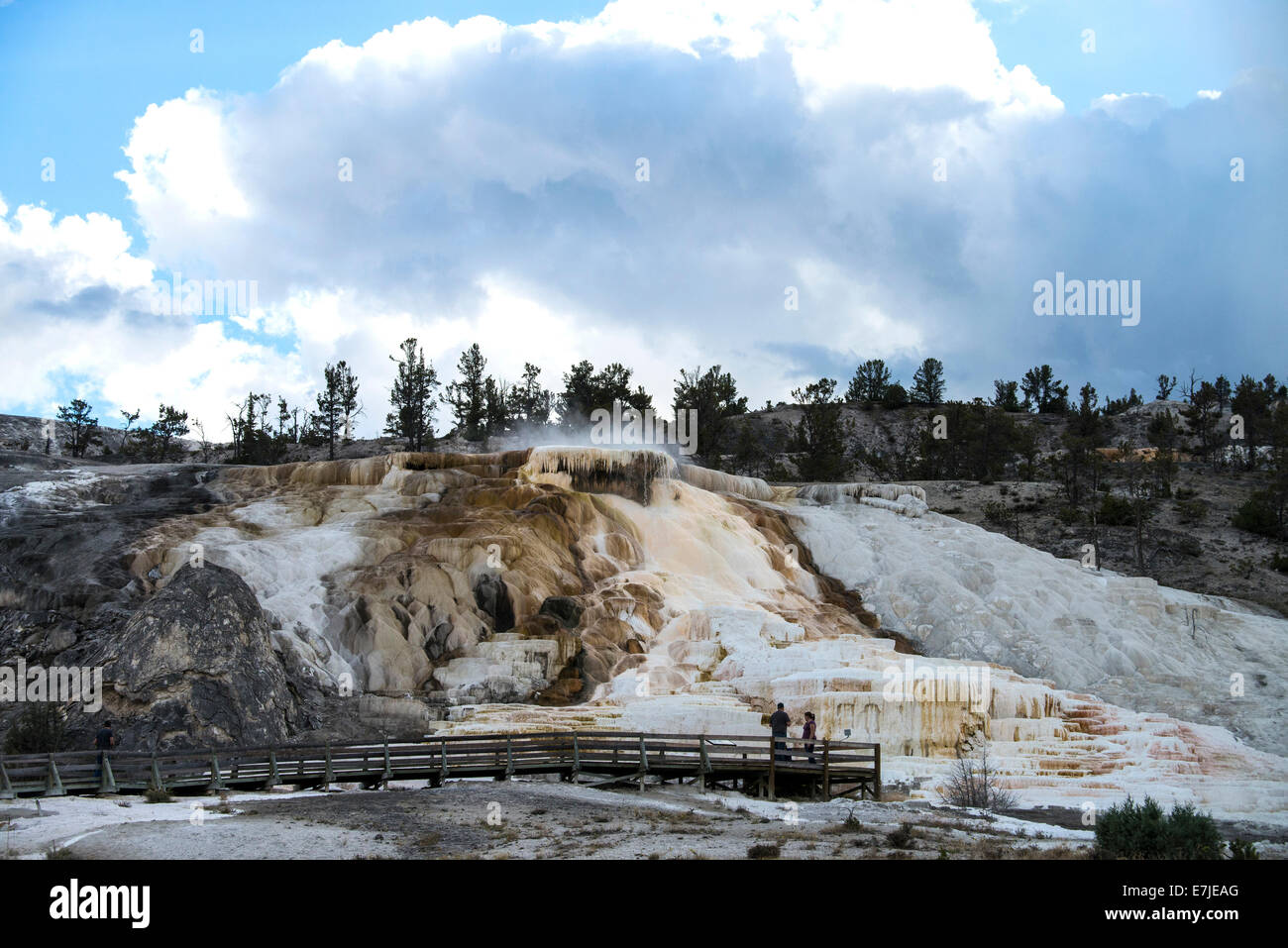 Mammoth Hot Springs, Parc National de Yellowstone, Wyoming, United States, USA, Amérique, carbonate de calcium,,, terrasses Banque D'Images