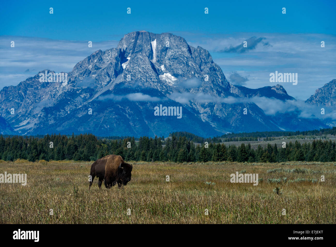 Bisons, bison, animal, Grand Teton National Park, Wyoming, USA, United States, Amérique, Banque D'Images