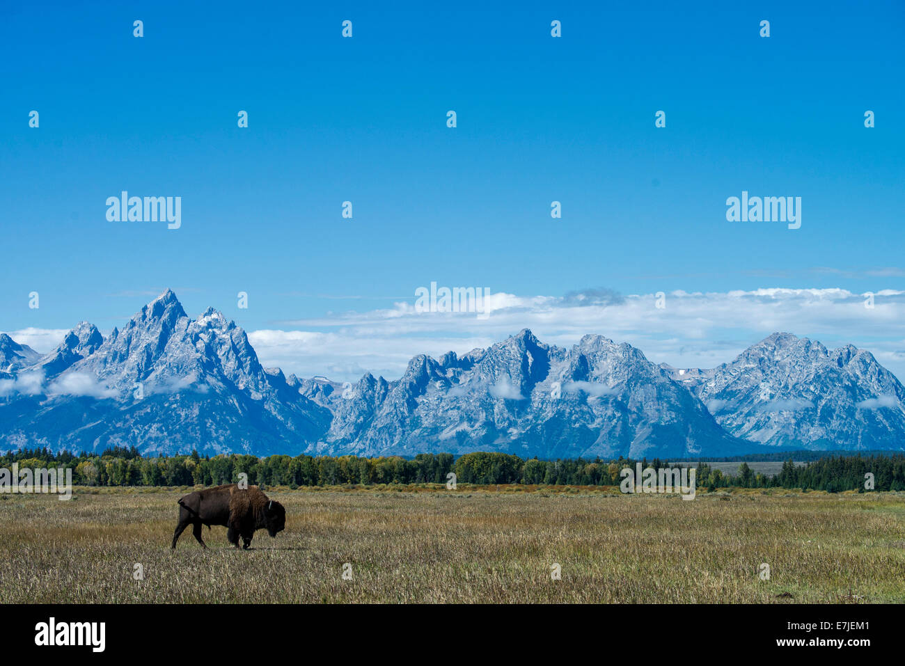 Le bison, bison, animal, Grand Teton National Park, Wyoming, USA, United States, Amérique, Banque D'Images