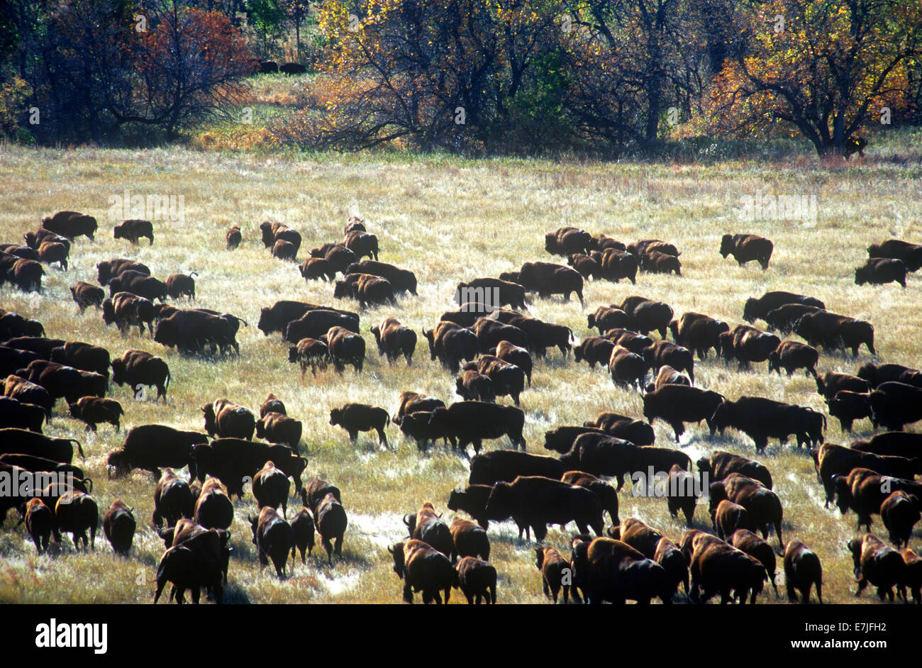 Buffalo, Round-Up, Custer State Park, dans le Dakota du Sud Banque D'Images