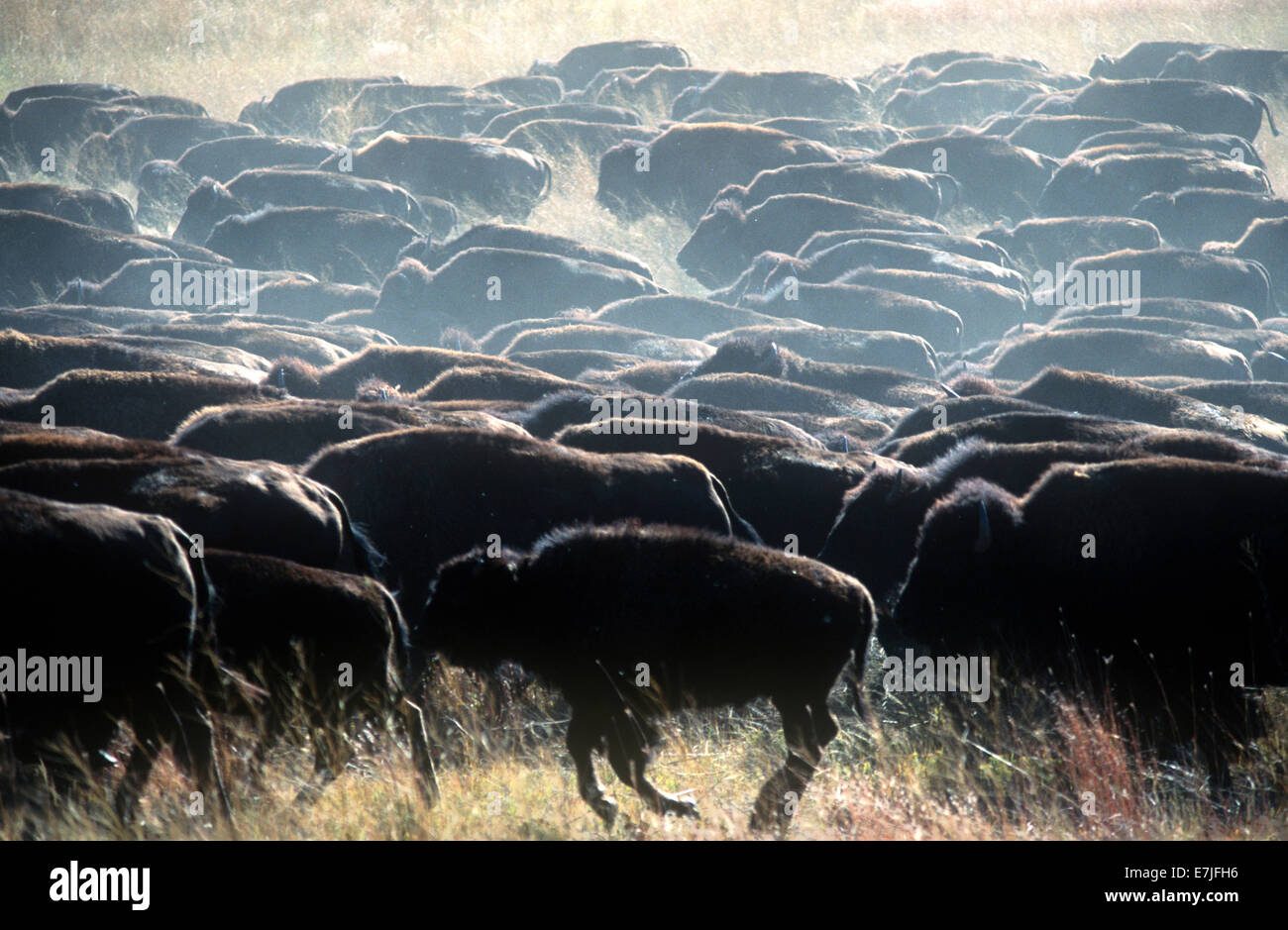 Buffalo, Round-Up, Custer State Park, dans le Dakota du Sud Banque D'Images