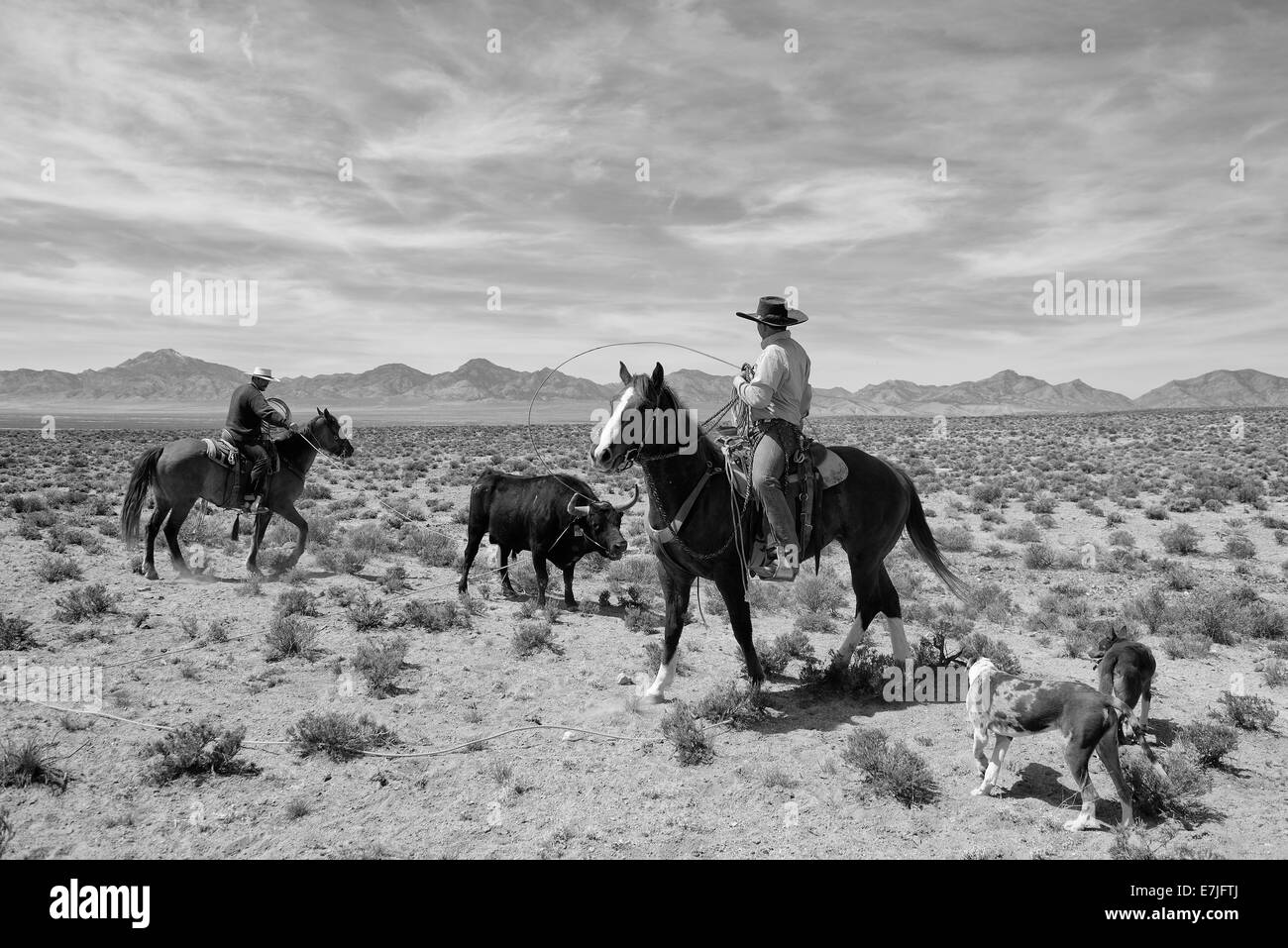 USA, United States, Amérique, Nevada, cow-boys, cow-boy, Bull, wrestling, chevaux, ouest américain, western, lasso, lariat, le travail, le travail Banque D'Images