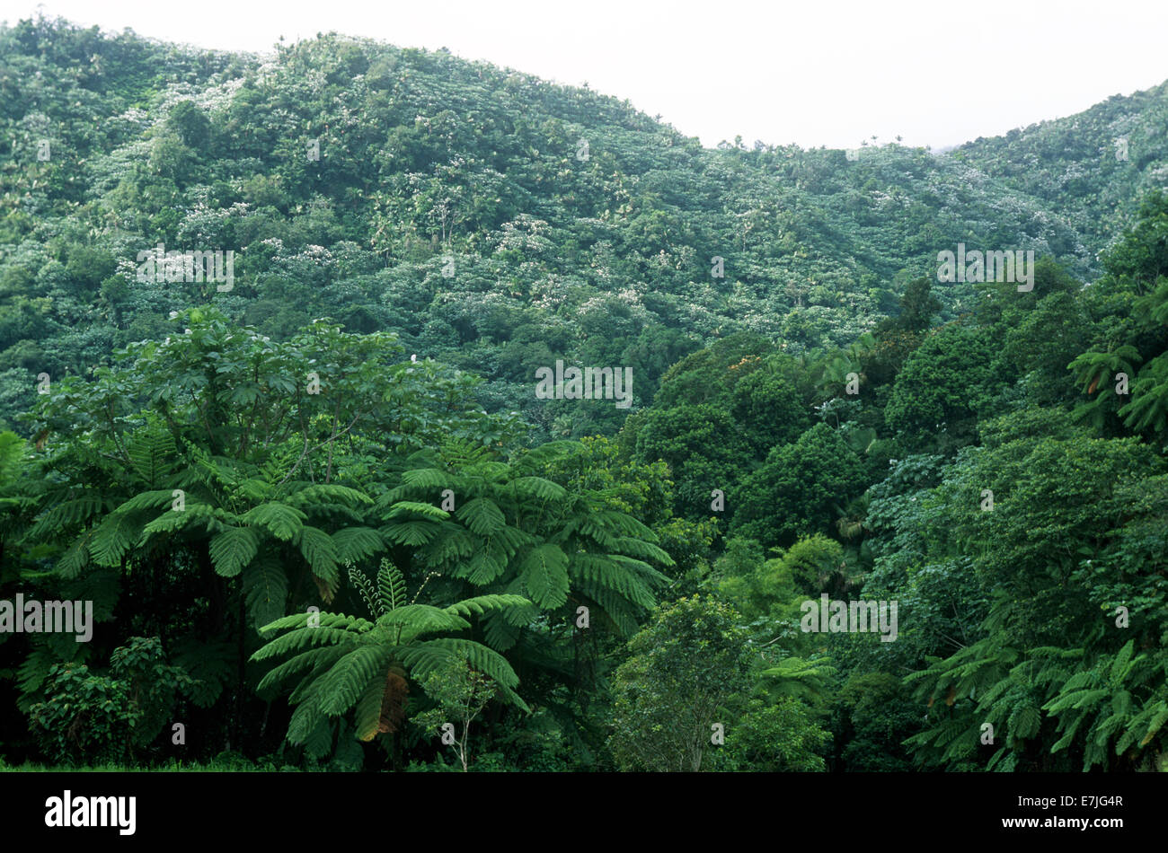 Forêt tropicale, forêt nationale de El Yunque, Puerto Rico, Caraïbes, Banque D'Images